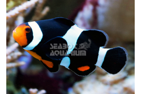 Amphiprion Ocellaris Black