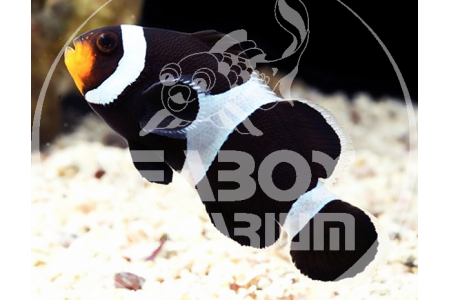 Amphiprion Ocellaris Black