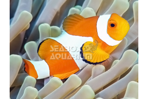 Amphiprion Ocellaris