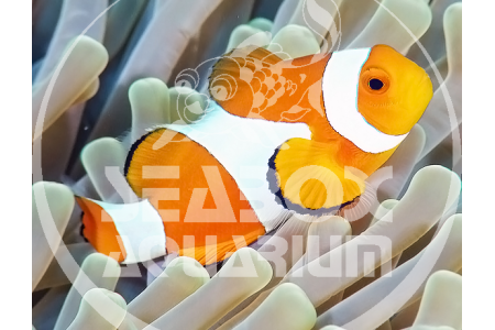 Amphiprion Ocellaris