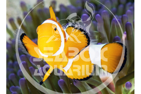 Amphiprion Ocellaris