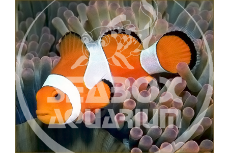 Amphiprion Ocellaris