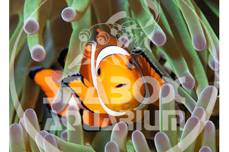 Amphiprion Ocellaris