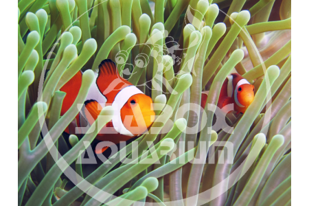 Amphiprion Ocellaris