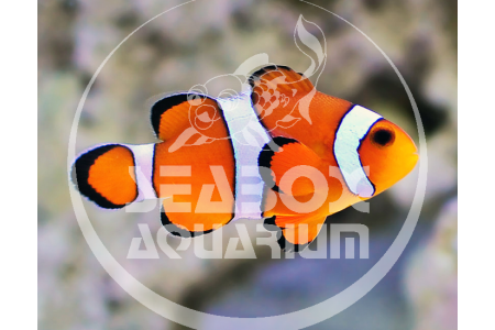 Amphiprion Ocellaris