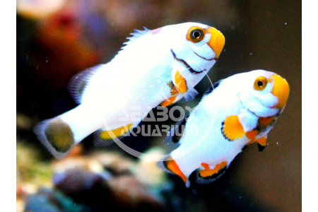 Amphiprion Platinum - COPPIA