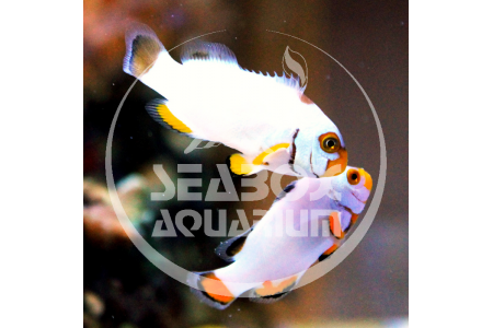 Amphiprion Platinum - COPPIA