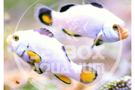 Amphiprion Platinum - COPPIA