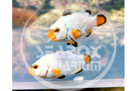 Amphiprion Platinum - COPPIA