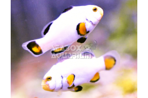 Amphiprion Platinum - COPPIA