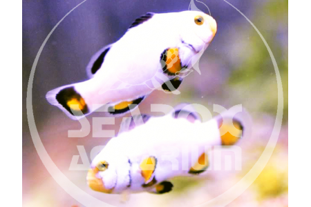 Amphiprion Platinum - COPPIA