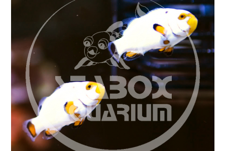 Amphiprion Platinum - COPPIA